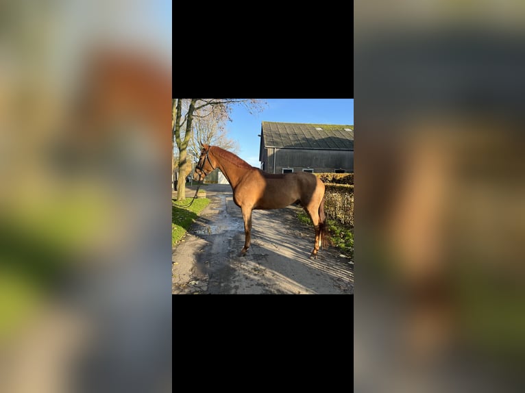 KWPN Gelding 3 years 16,1 hh Chestnut-Red in Bergen aan Zee