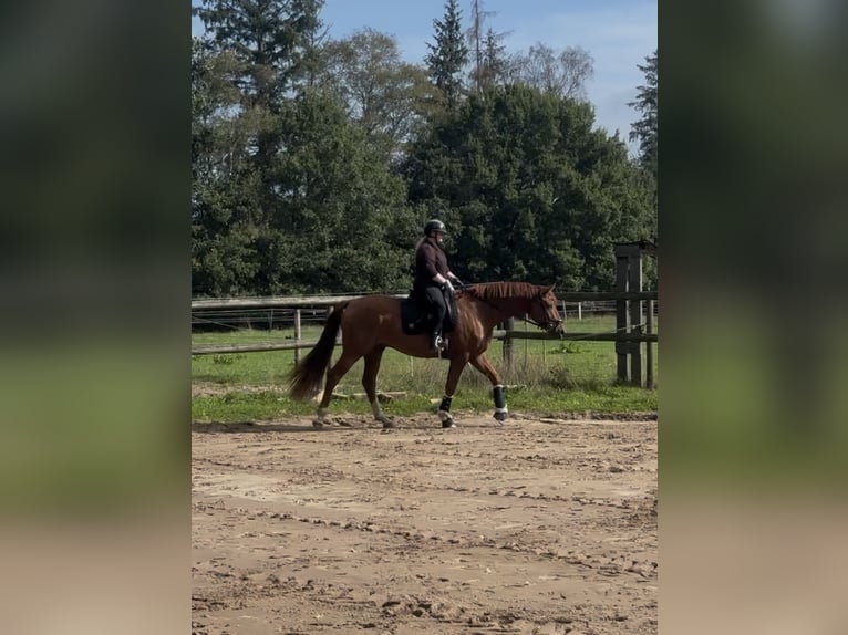 KWPN Gelding 3 years 16.1 hh Chestnut-Red in Grasberg