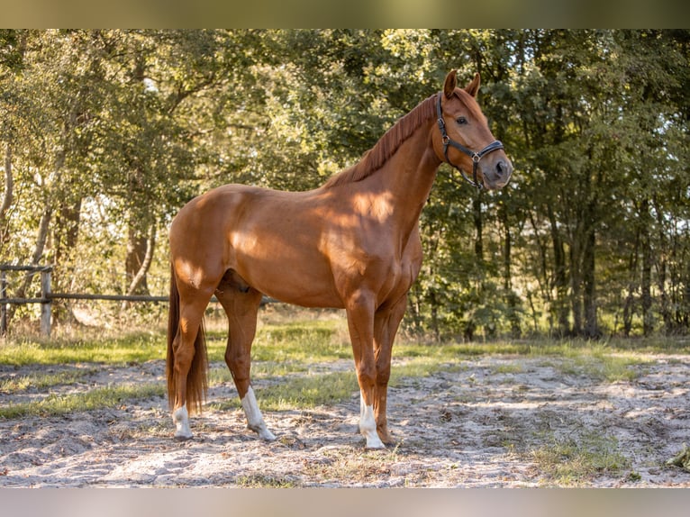 KWPN Gelding 3 years 16.1 hh Chestnut-Red in Grasberg