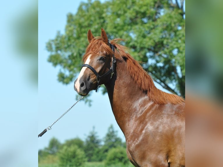 KWPN Gelding 3 years 16,1 hh Chestnut-Red in Lunteren