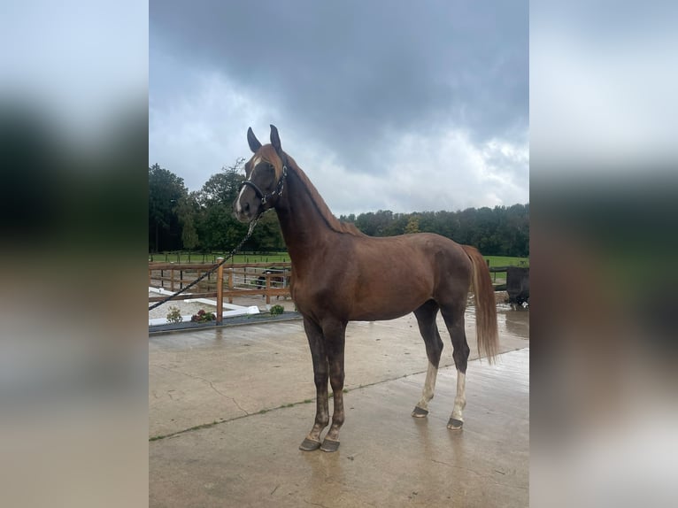 KWPN Gelding 3 years 16,1 hh Chestnut-Red in Oud Gastel