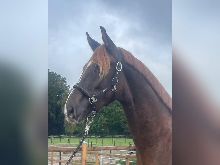 KWPN Gelding 3 years 16,1 hh Chestnut-Red in Oud Gastel