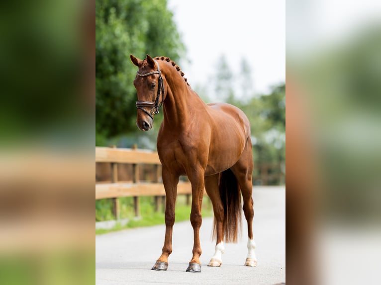 KWPN Gelding 3 years 16,1 hh Chestnut-Red in Rotterdam