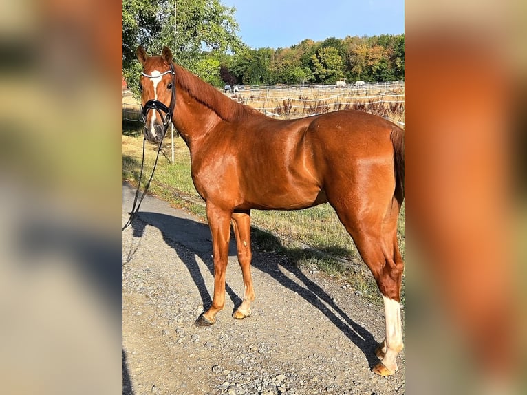 KWPN Gelding 3 years 16.1 hh Chestnut-Red in Tauberrettersheim
