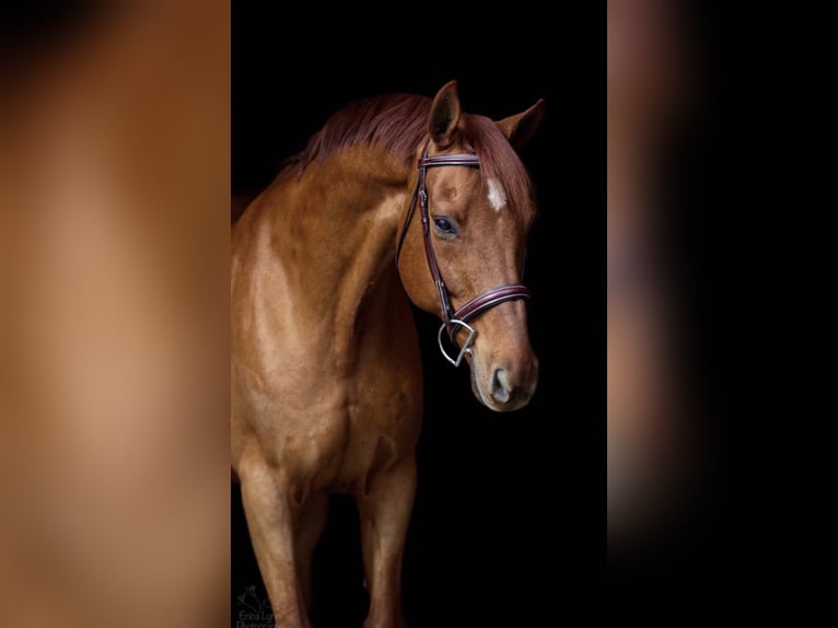 KWPN Gelding 3 years 16,1 hh Chestnut in Canterbury