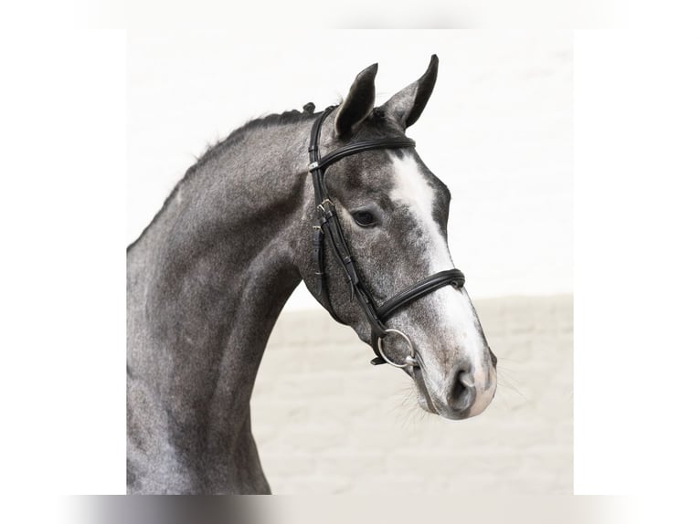 KWPN Gelding 3 years 16,1 hh Gray in Heerde