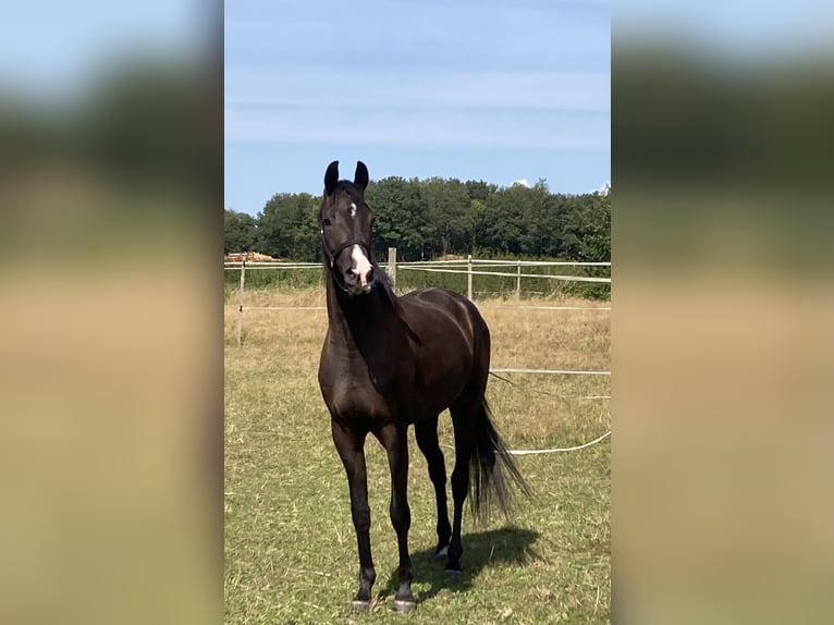 KWPN Gelding 3 years 16,1 hh Smoky-Black in Wedde