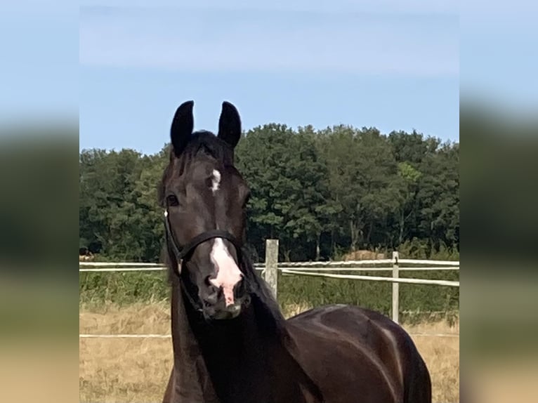 KWPN Gelding 3 years 16,1 hh Smoky-Black in Wedde