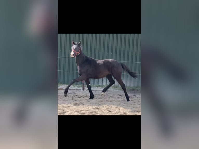 KWPN Gelding 3 years 16,1 hh Smoky-Black in Wedde