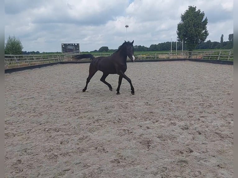 KWPN Gelding 3 years 16,1 hh Smoky-Black in Wedde