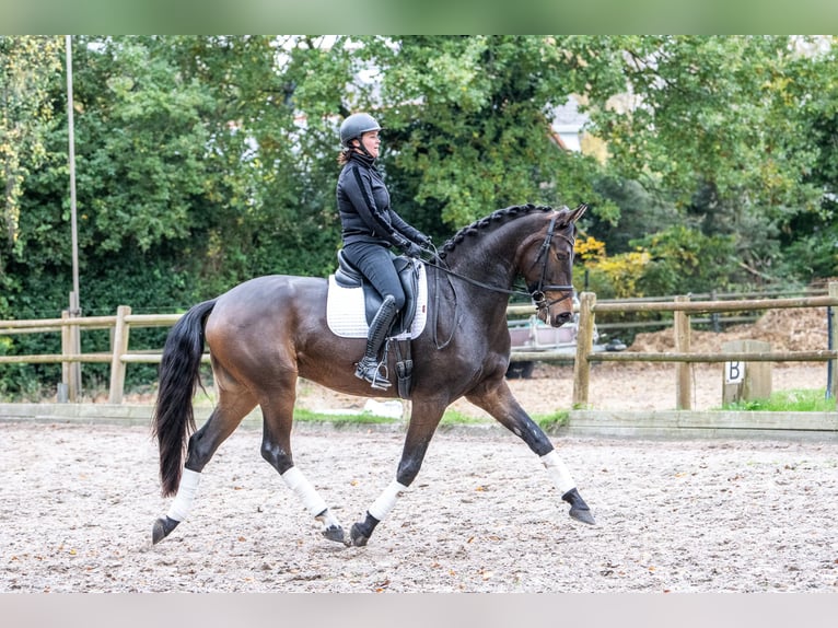 KWPN Gelding 3 years 16,2 hh Bay-Dark in Ossendrecht