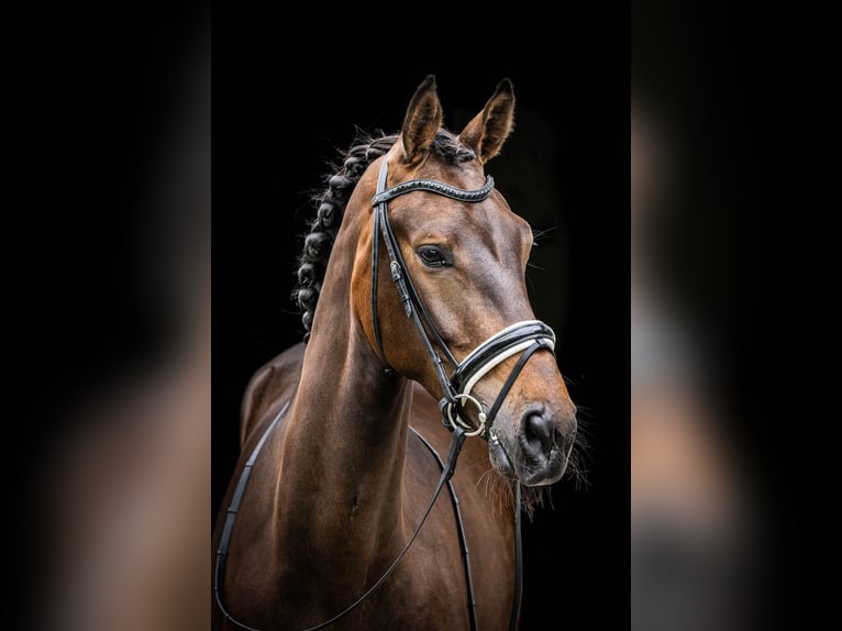 KWPN Gelding 3 years 16,2 hh Bay-Dark in Ossendrecht