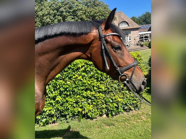 KWPN Gelding 3 years 16,2 hh Bay in Erp