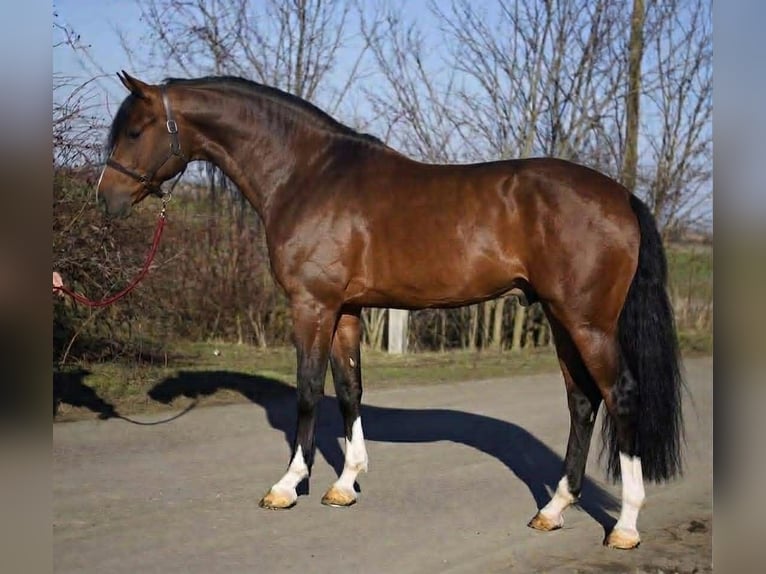 KWPN Gelding 3 years 16.2 hh Bay in Lendava/Lendva