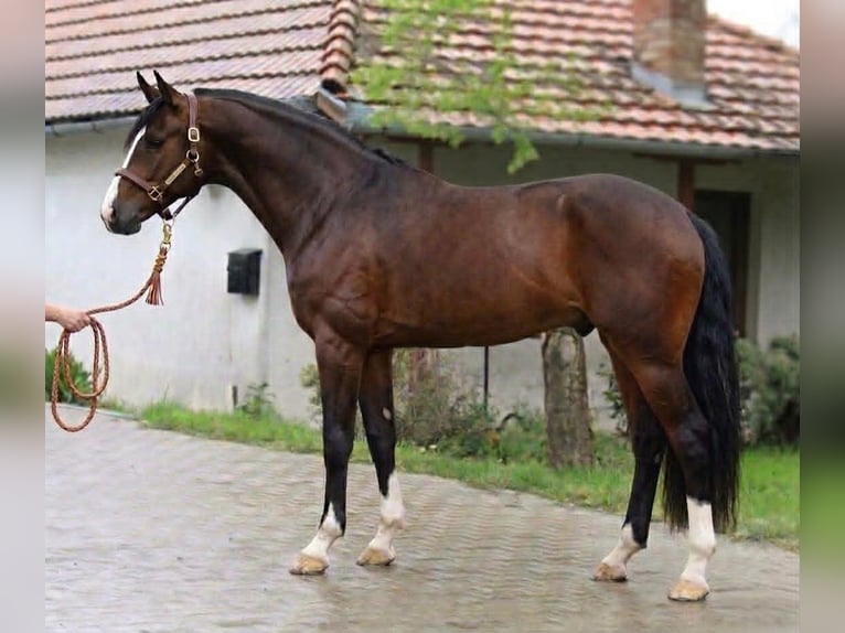 KWPN Gelding 3 years 16.2 hh Bay in Lendava/Lendva