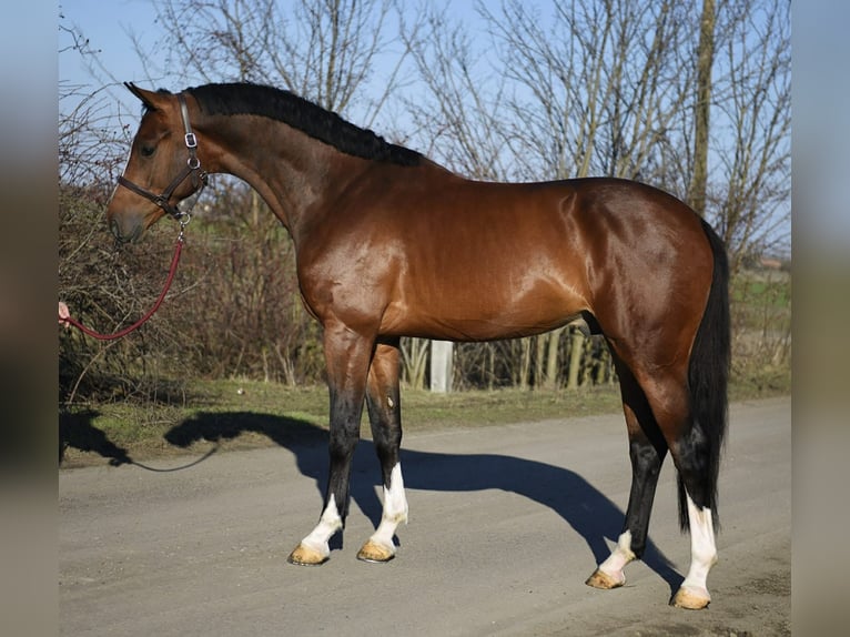 KWPN Gelding 3 years 16.2 hh Bay in Romania