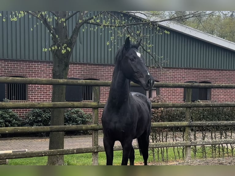 KWPN Gelding 3 years 16,2 hh Black in Finsterwolde