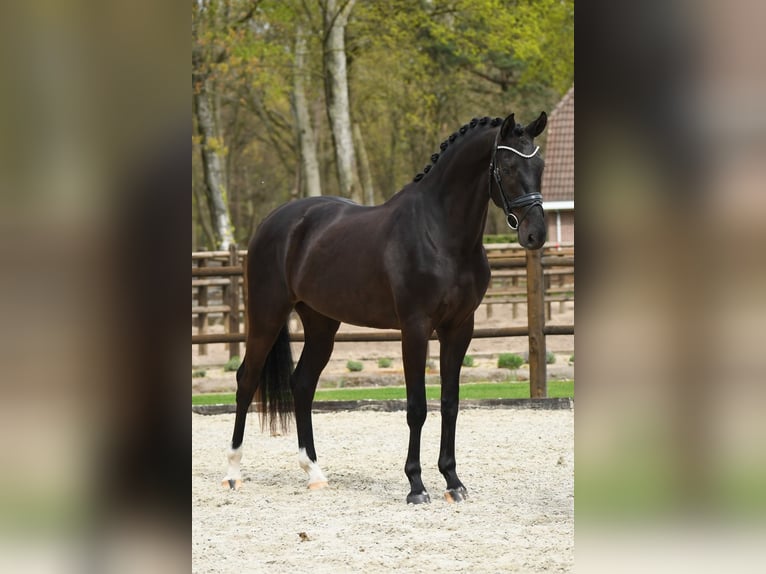 KWPN Gelding 3 years 16.2 hh Black in Loon op Zand