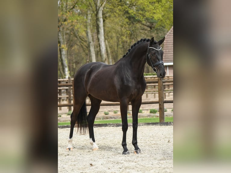 KWPN Gelding 3 years 16.2 hh Black in Loon op Zand