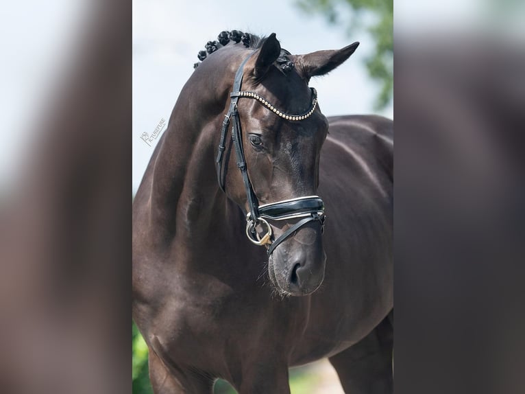 KWPN Gelding 3 years 16,2 hh Black in Weert