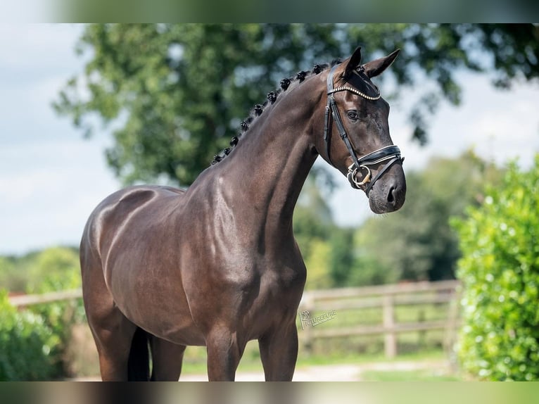 KWPN Gelding 3 years 16,2 hh Black in Weert