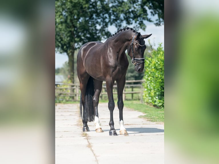 KWPN Gelding 3 years 16,2 hh Black in Weert