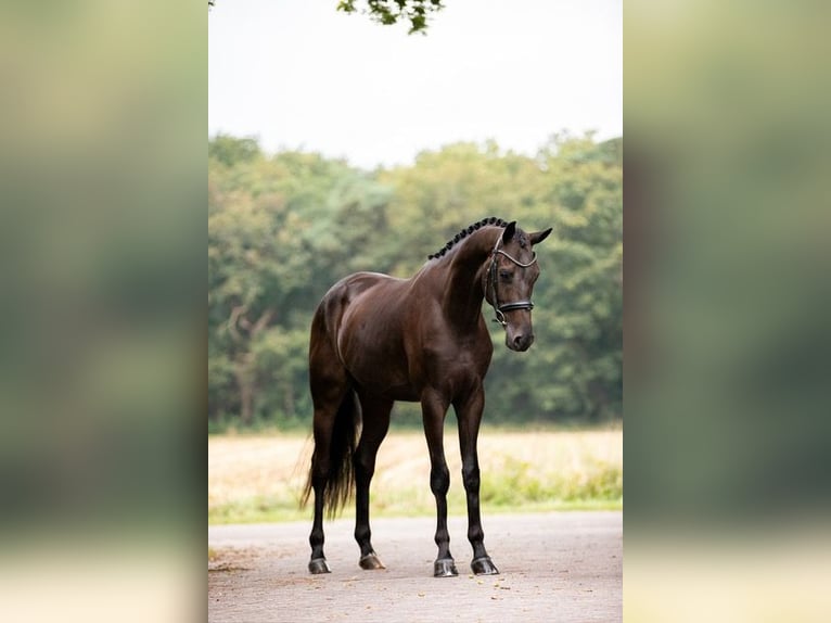 KWPN Gelding 3 years 16,2 hh Brown in Gieten