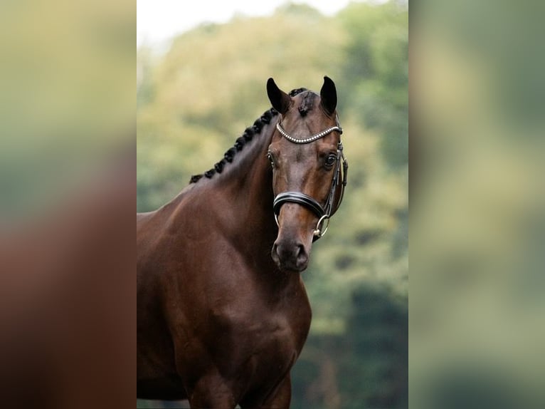 KWPN Gelding 3 years 16,2 hh Brown in Gieten