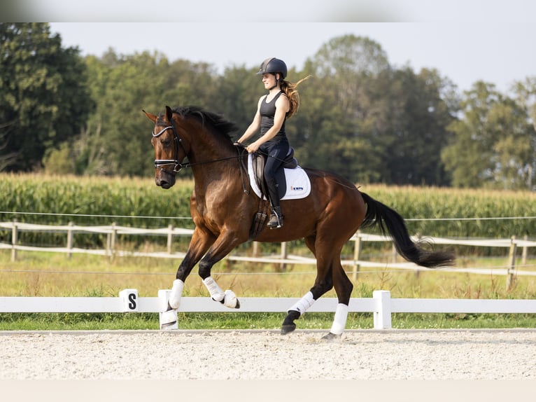 KWPN Gelding 3 years 16,2 hh Brown in Vledderveen