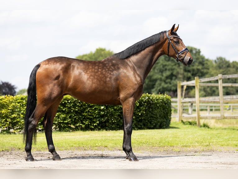 KWPN Gelding 3 years 16,2 hh Brown in Vledderveen