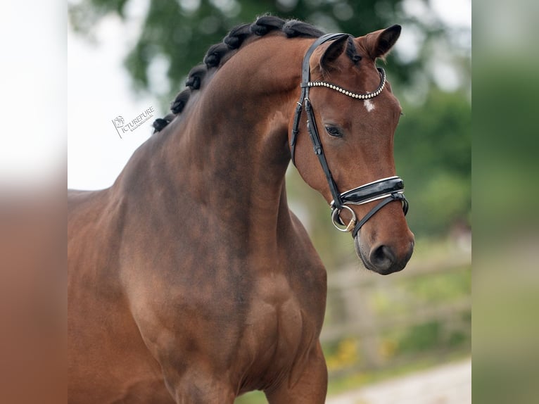 KWPN Gelding 3 years 16,2 hh Brown in Weert