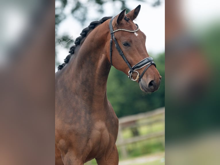 KWPN Gelding 3 years 16,2 hh Brown in Weert