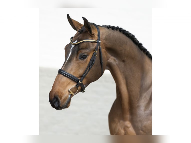 KWPN Gelding 3 years 16,2 hh Brown in Heerde