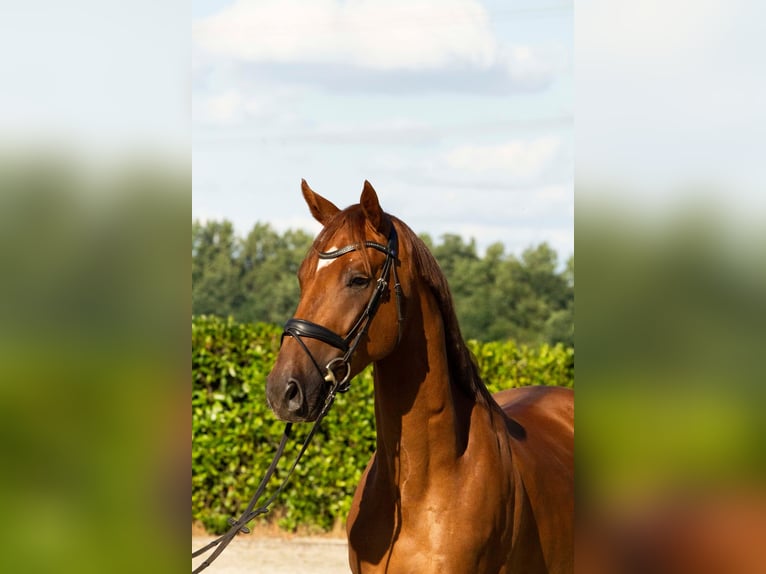 KWPN Gelding 3 years 16.2 hh Chestnut-Red in Voorst