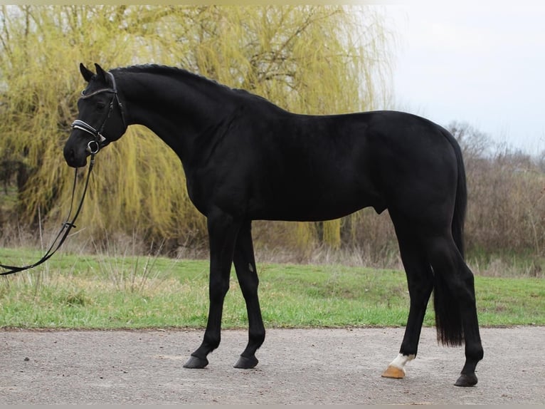 KWPN Gelding 3 years 16,2 hh in Csabacs&#x171;d