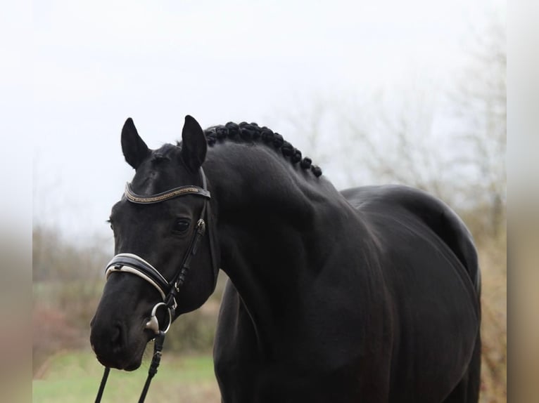 KWPN Gelding 3 years 16,2 hh in Csabacs&#x171;d