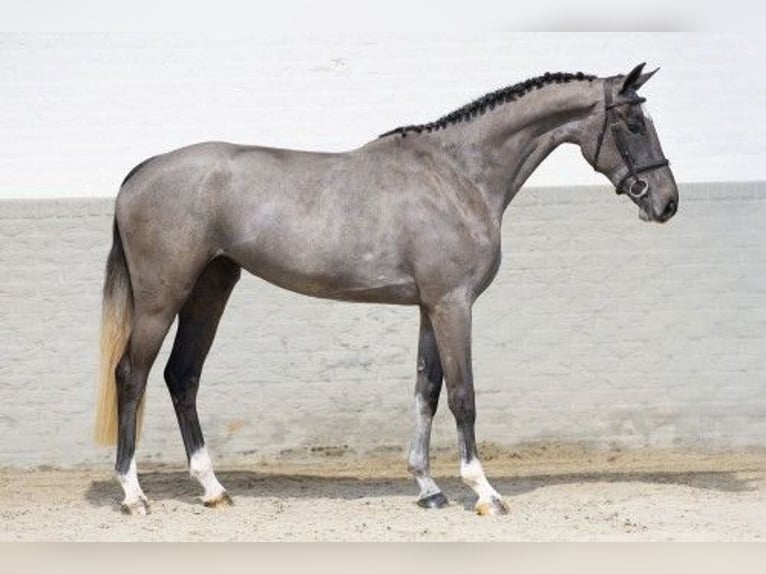 KWPN Gelding 3 years 16,2 hh Gray in Heerde