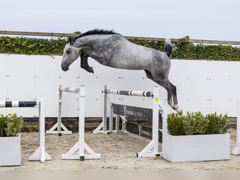 KWPN Gelding 3 years 16,2 hh Gray in Waddinxveen