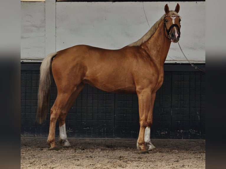 KWPN Gelding 3 years 16.2 hh Palomino in Someren