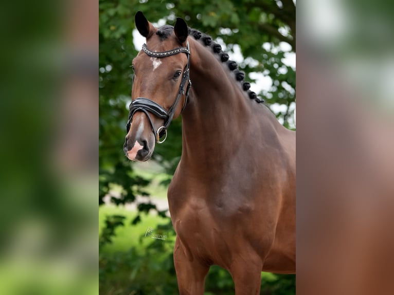 KWPN Gelding 3 years 16.3 hh Brown in Peer