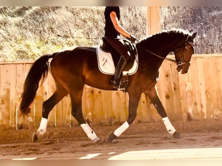 KWPN Gelding 3 years 16 hh Bay-Dark in Alpes de Haute Provence