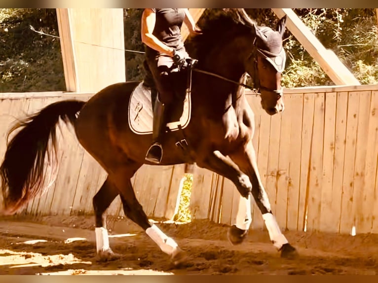 KWPN Gelding 3 years 16 hh Bay-Dark in Alpes de Haute Provence