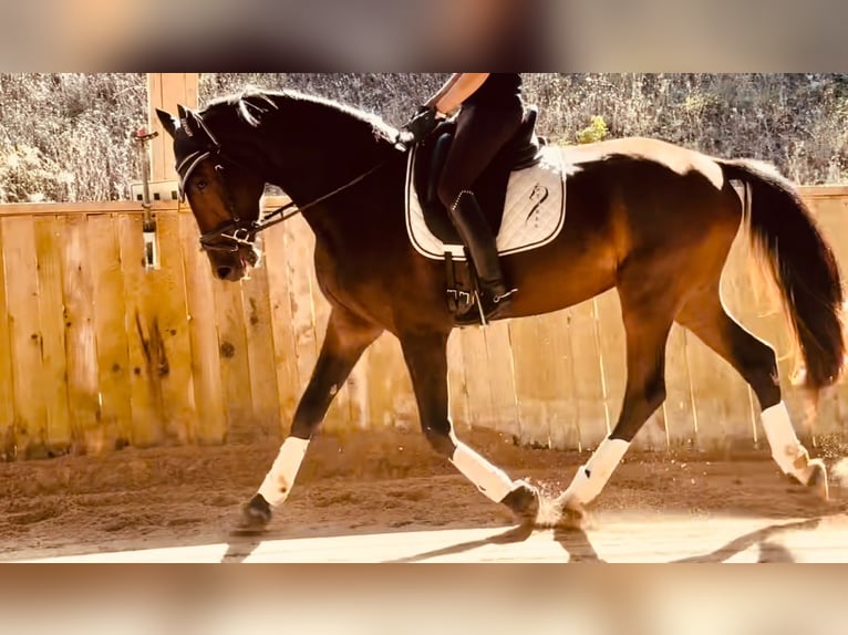 KWPN Gelding 3 years 16 hh Bay-Dark in Alpes de Haute Provence