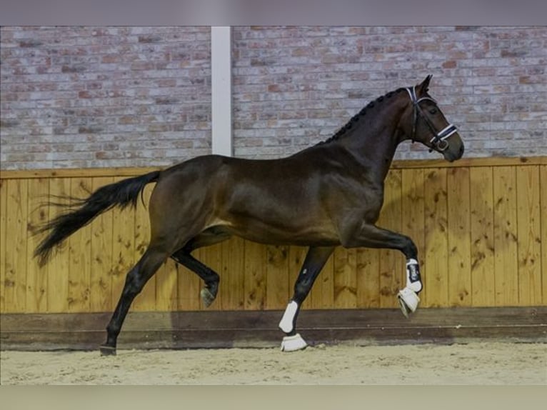 KWPN Gelding 3 years 16 hh Bay-Dark in Groot-Ammers