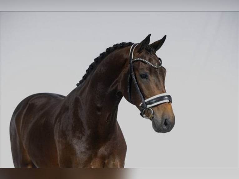 KWPN Gelding 3 years 16 hh Bay-Dark in Groot-Ammers