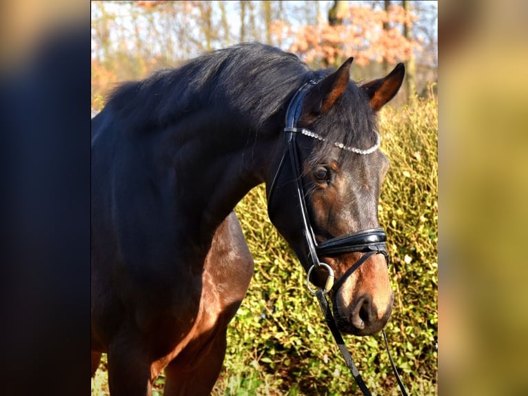 KWPN Gelding 3 years 16 hh Bay-Dark in Neuss