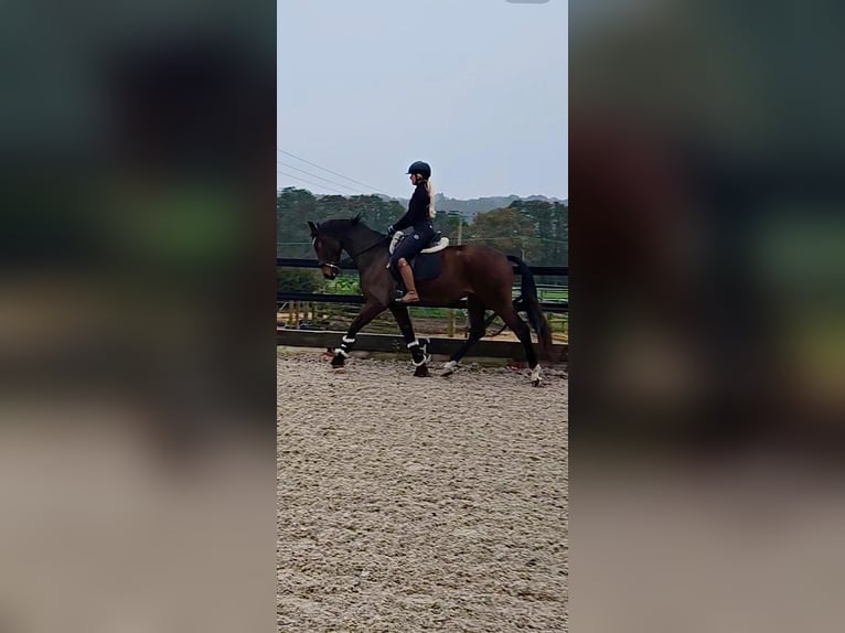 KWPN Gelding 3 years 16 hh Bay in Hampshire