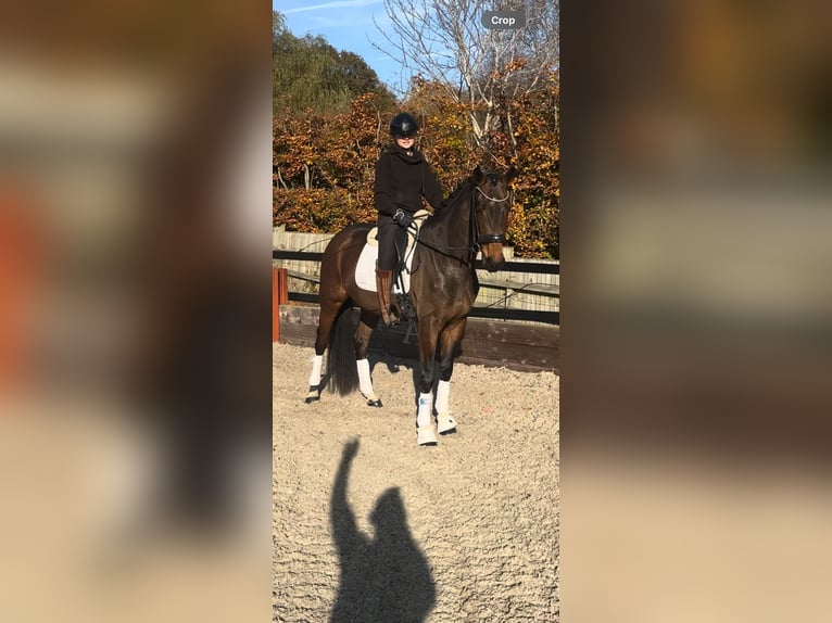 KWPN Gelding 3 years 16 hh Bay in Hampshire