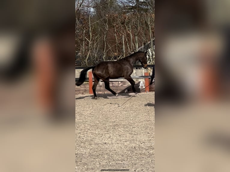 KWPN Gelding 3 years 16 hh Bay in Hampshire