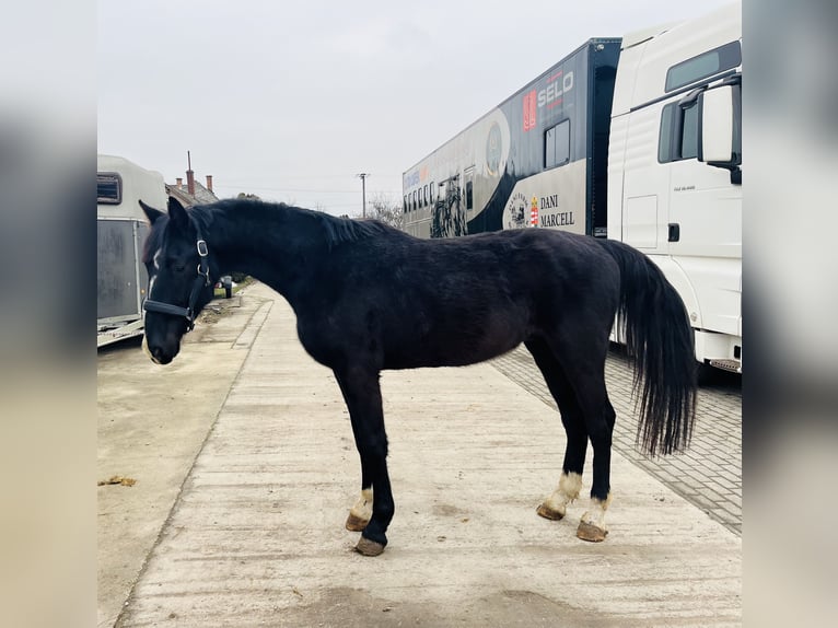 KWPN Gelding 3 years 16 hh Black in Besenyőtelek